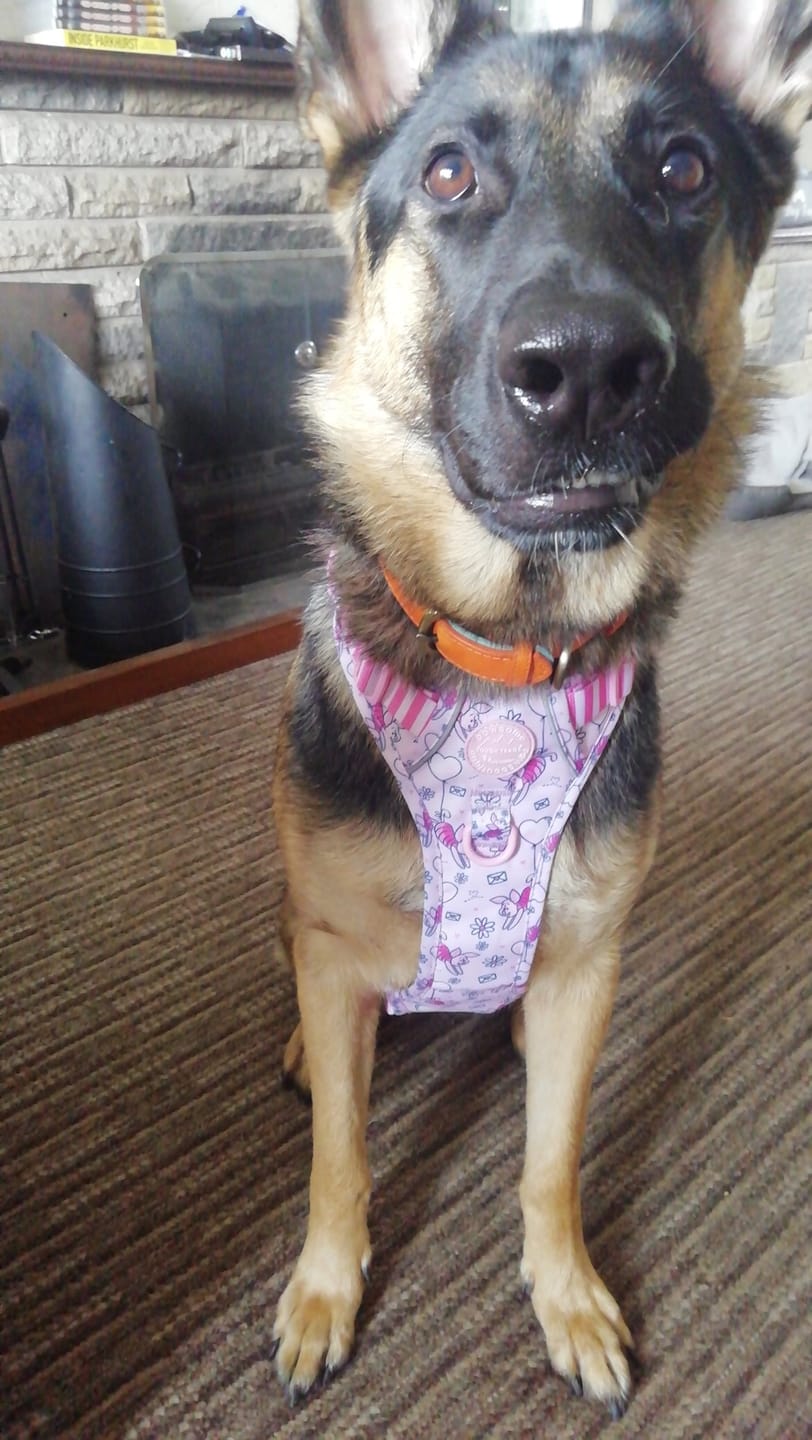 Customer photo review of Disney© Tough Trails™ Harness - Piglet