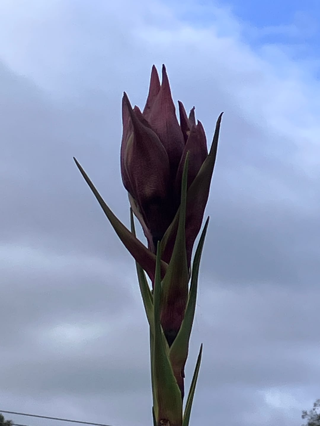 Customer photo review of Gymea Lily - Doryanthes excelsa