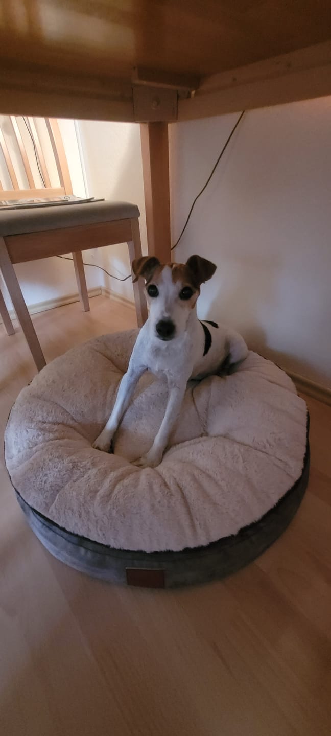 Customer photo review of Orthopädische Hundeinsel "Easy"