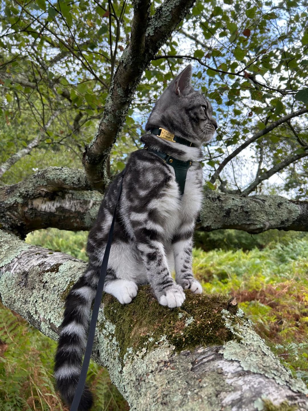 Customer photo review of Slide-On Cat ID Tag - Custom Engraved