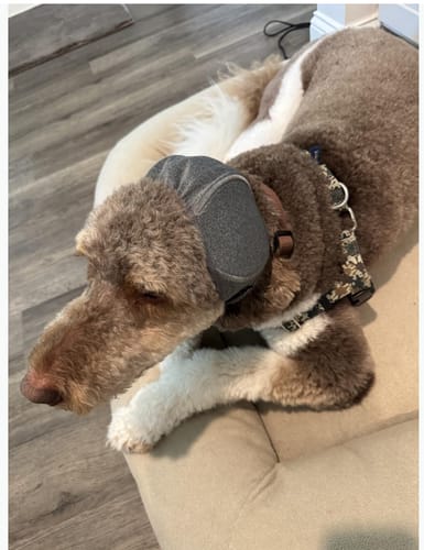 Customer photo from CalmCan