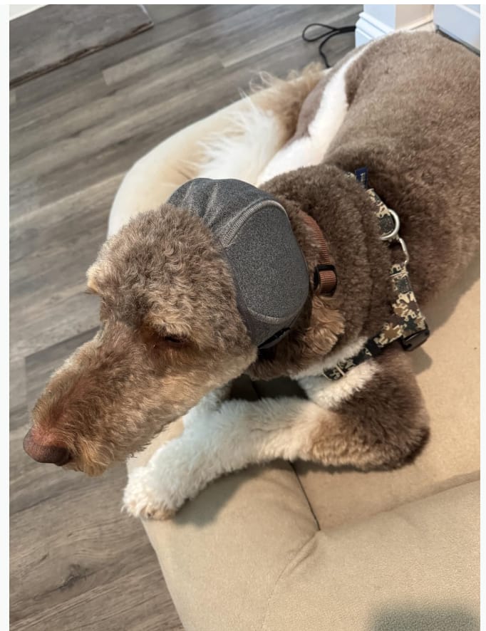 Customer photo review of Orejeras Calmantes Anti-Ansiedad para Perros