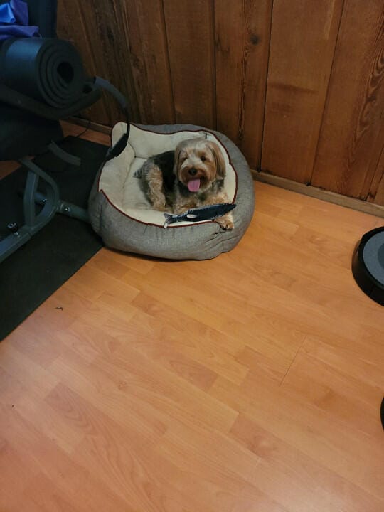 Customer photo review of Floppy Fish - Interactive Dog Toy