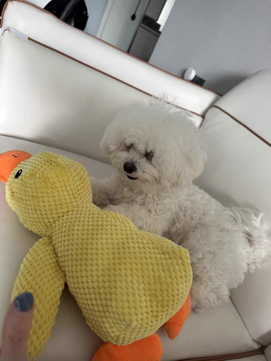 Customer photo review of Calming Duck™ - Interactive Dog Toy