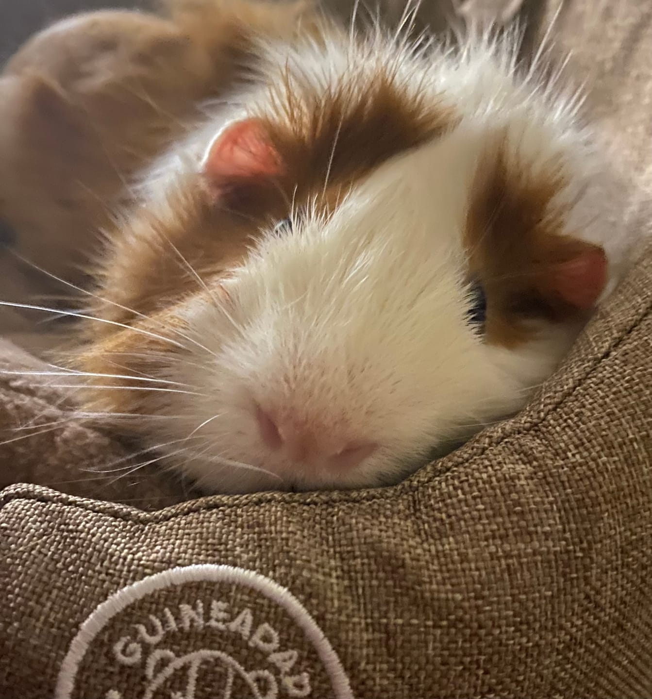 Customer photo review of GuineaDad Comfy Couch Memory Foam Sofa