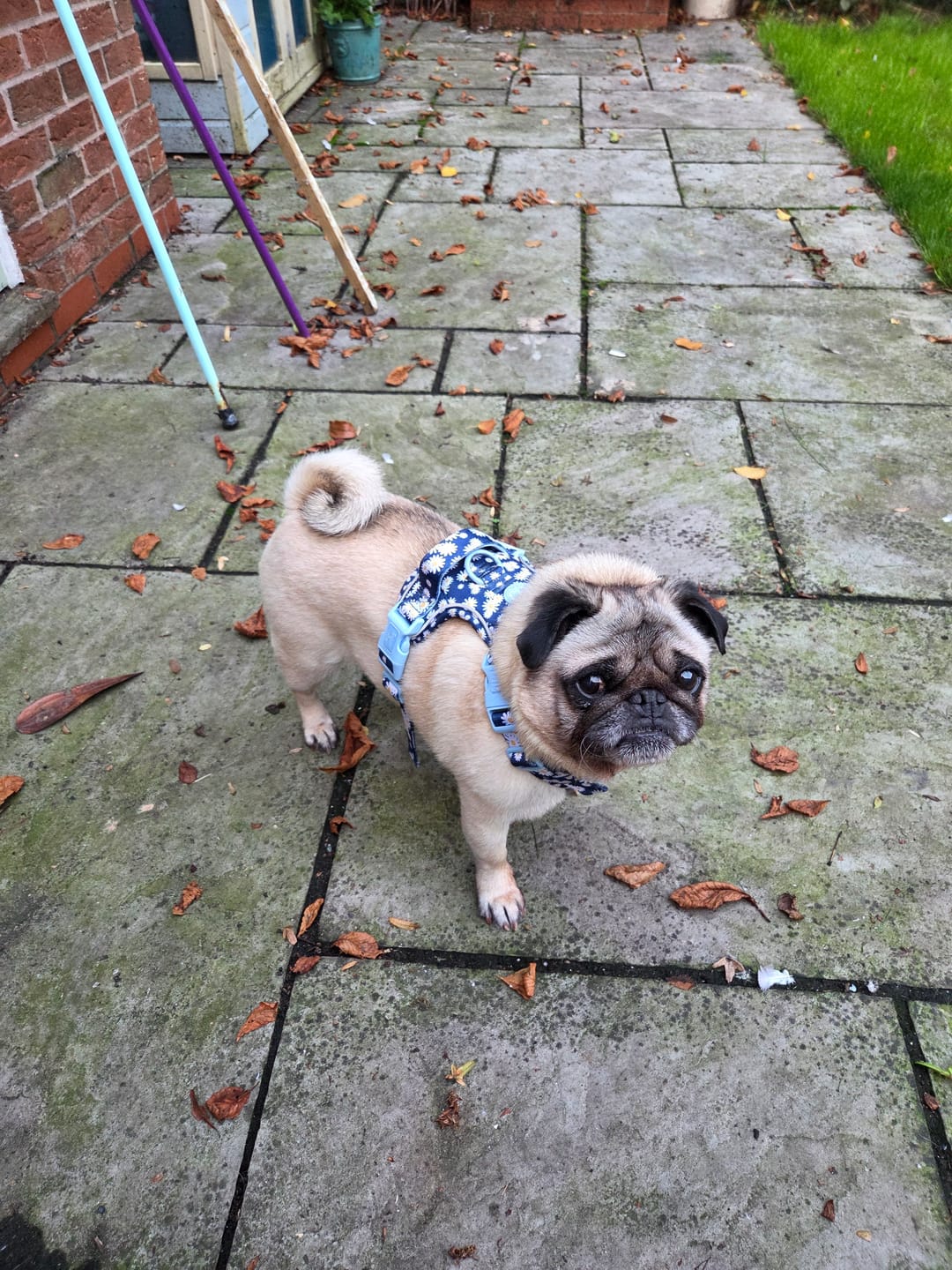 Customer photo review of Daisy Dog Harness - Colour Drops - Loves me, Loves me not