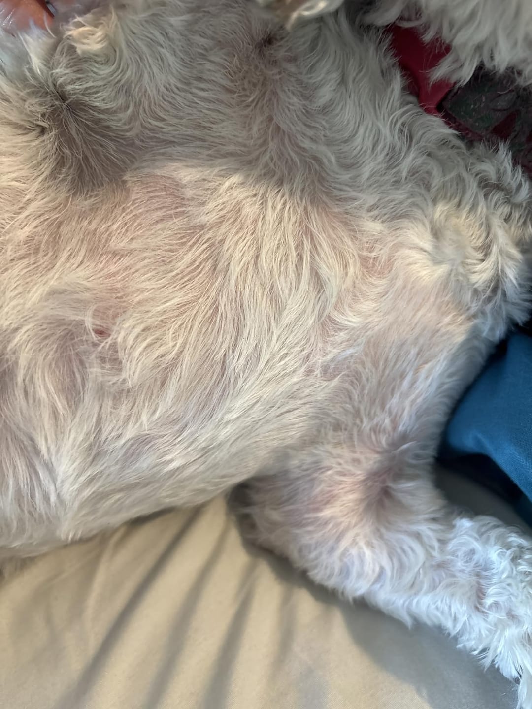 Customer photo review of Allergy & Gut Balance Chews for Dogs