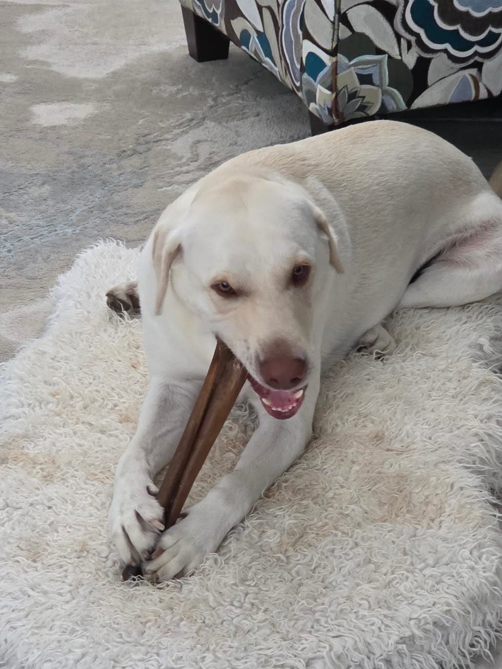 Customer photo review of Super Bull Sticks