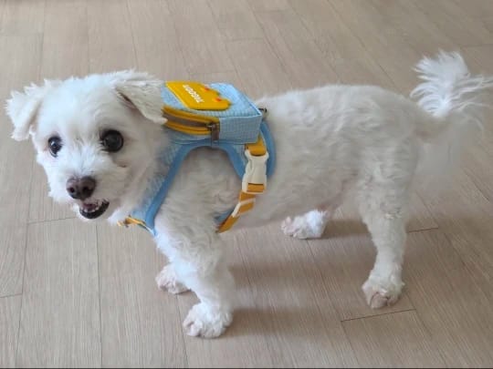 Customer photo review of WUFFLE™ Pet Backpack Harness