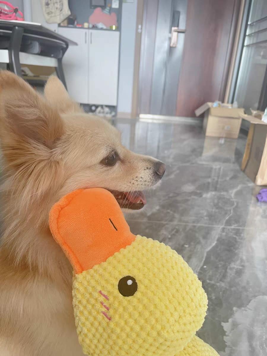 Customer photo review of Calming Duck™ - Interactive Dog Toy