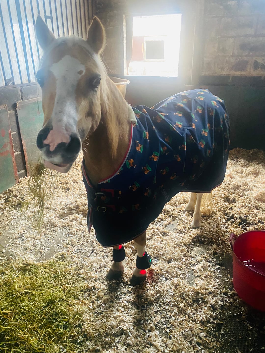 Customer photo review of HorseHalo™ HaloLegs Mini