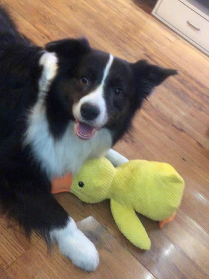Customer photo review of Calming Duck™ - Interactive Dog Toy