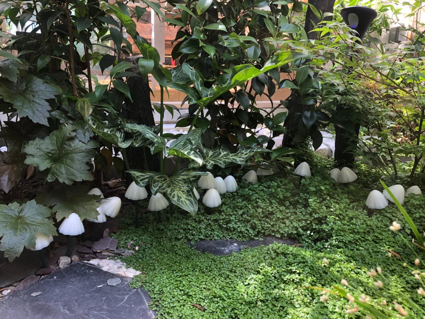 Customer photo review of Colourful String Lights for Garden, Solar Mushroom, 350 cm