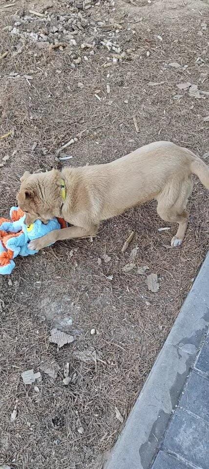 Customer photo review of Big Octopus - Interactive Plush Squeaky Dog Toy