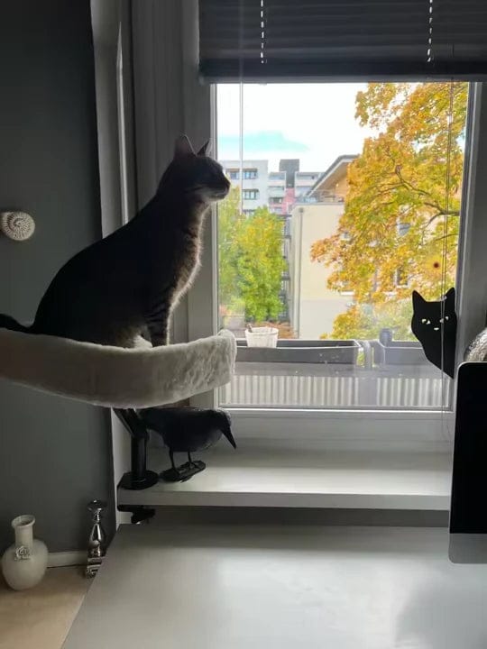 Customer photo review of Cat Desk Bed