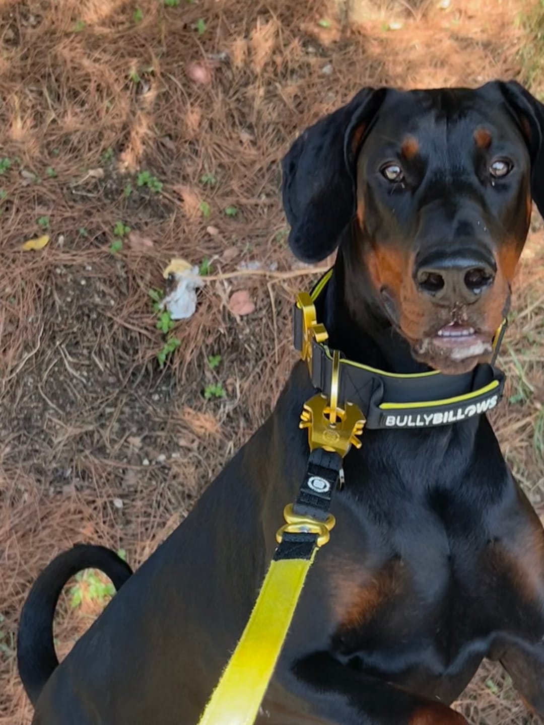 Customer photo review of 5cm Lighter Combat® Collar | With Handle & Secure Clip - Black x Yellow