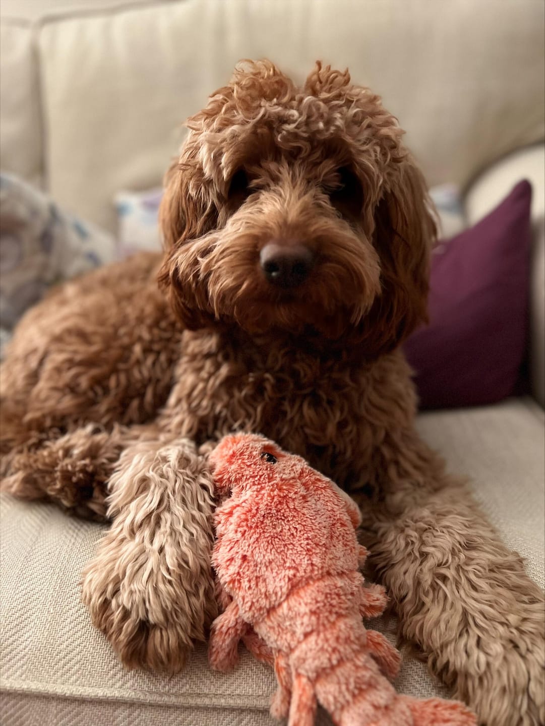 Customer photo review of Floppy Lobster - Interactive Dog Toy