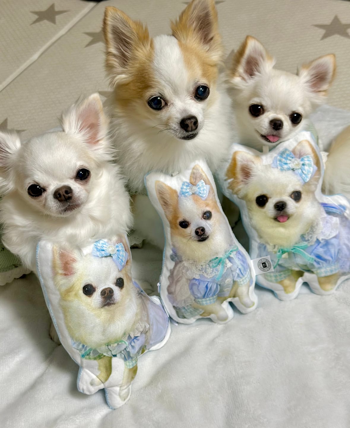 Customer photo review of 世界にひとつだけ♪好きな写真で作るオーダーメイドクッション（20～80cm）
