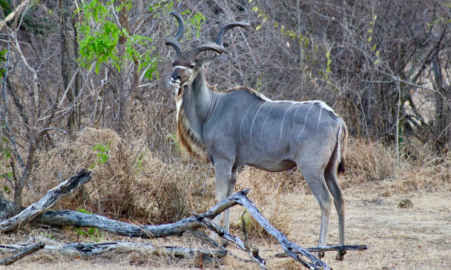 Customer photo review of Painted Kudu