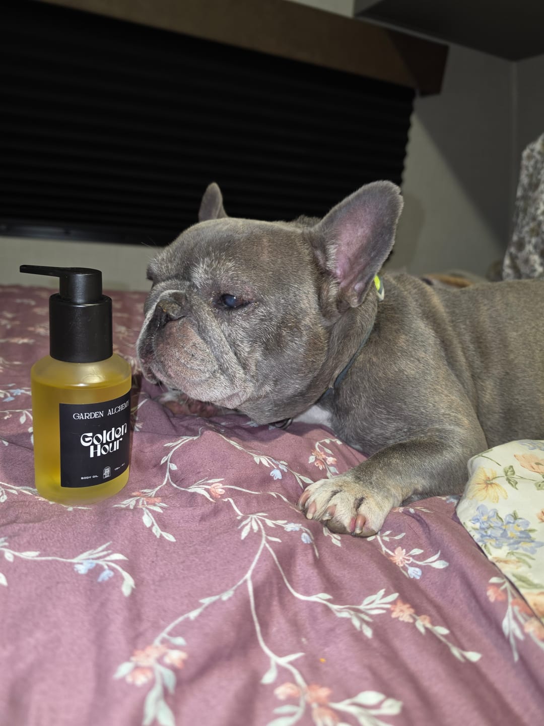 Customer photo review of GOLDEN HOUR FALL EDITION