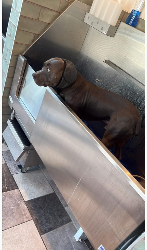 Customer photo review of Orejeras Calmantes Anti-Ansiedad para Perros