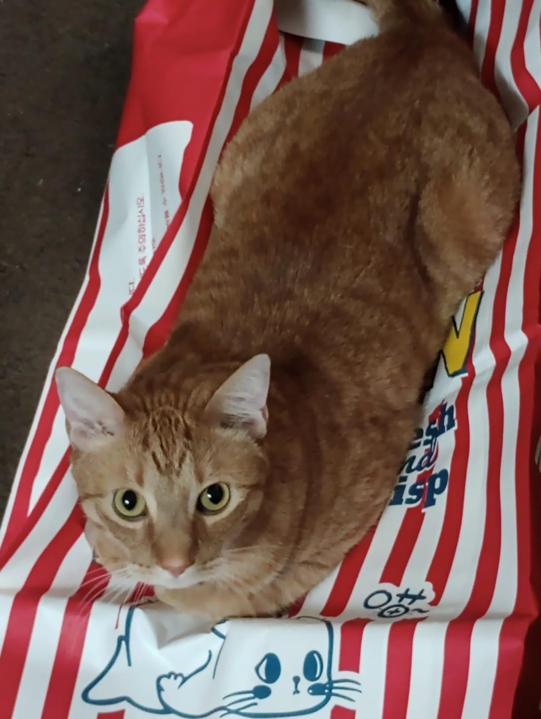 Customer photo review of CrinkleCove™ Double-Layer Paper Cat Hideout