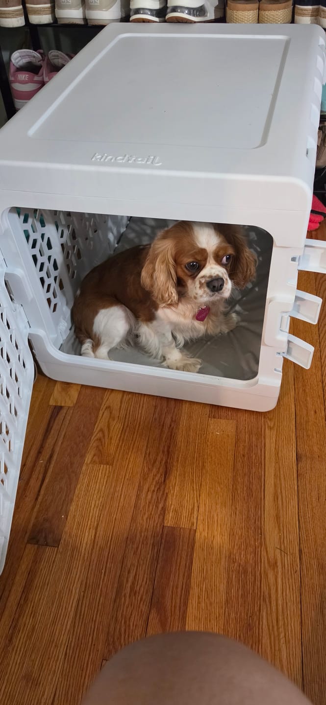 Customer photo review of PAWD®  Modern Collapsible Dog Crate
