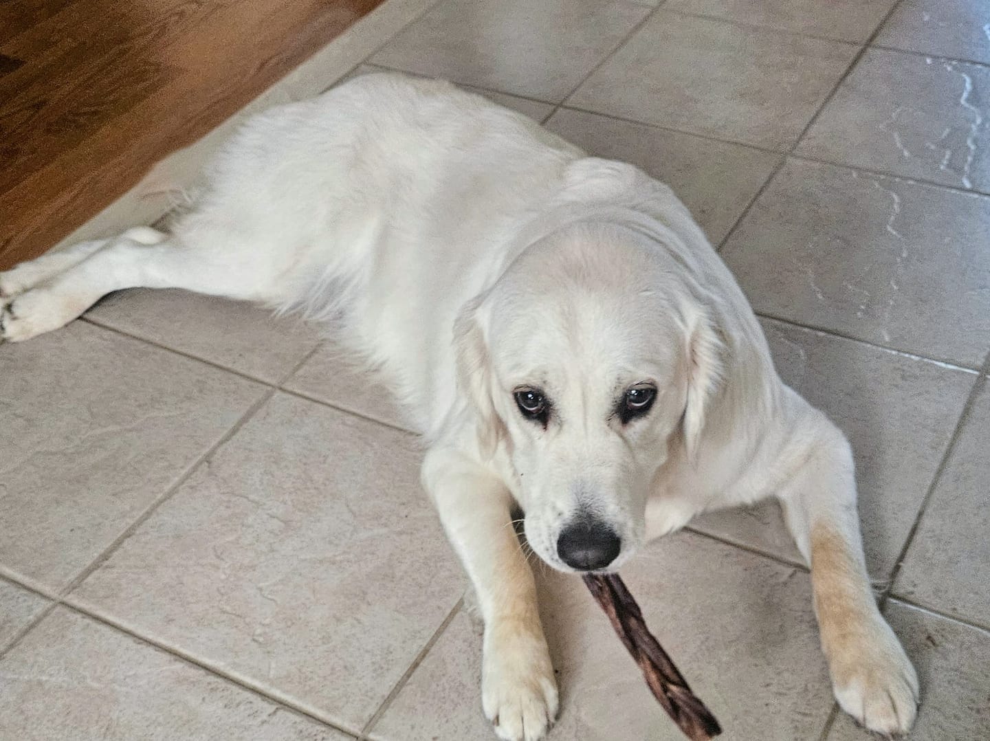 Customer photo review of 12 Inch Braided Jerky Stick