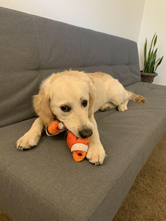 Customer photo review of Floppy Fish - Interactive Dog Toy