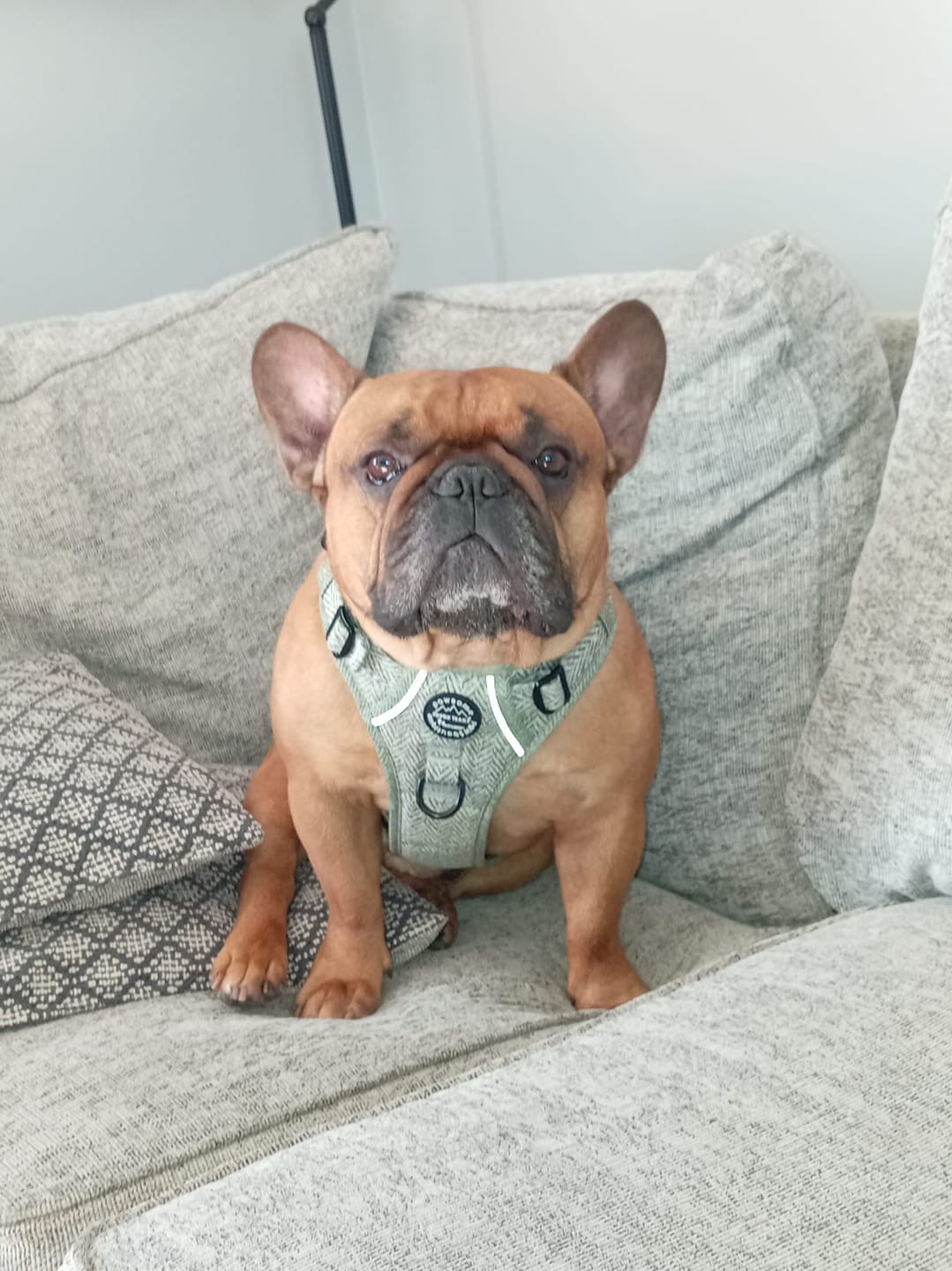 Customer photo review of Tough Trails™ Harness - Country Thyme