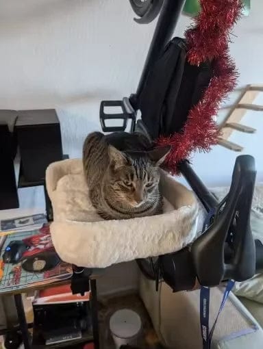 Customer photo review of Cat Desk Bed