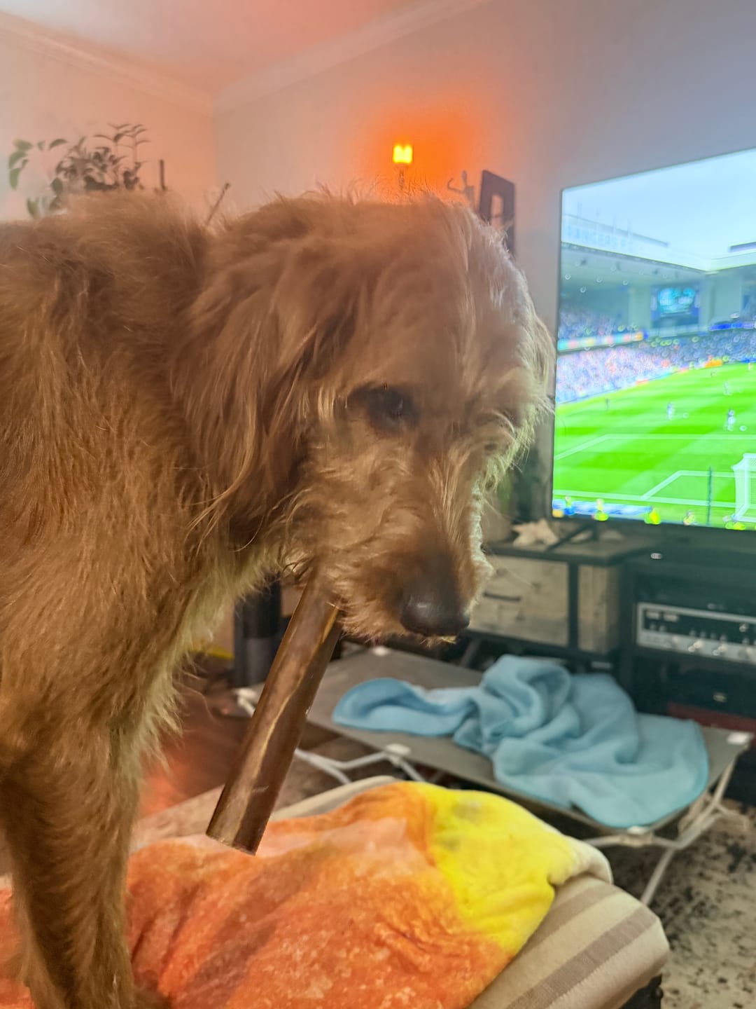 Customer photo review of Super Bull Sticks
