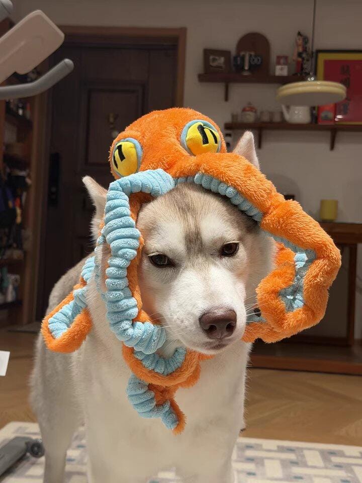 Customer photo review of Big Octopus - Interactive Plush Squeaky Dog Toy