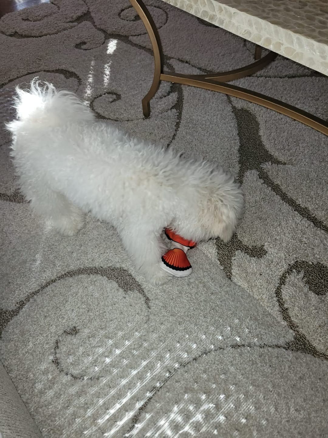 Customer photo review of Floppy Fish - Interactive Dog Toy