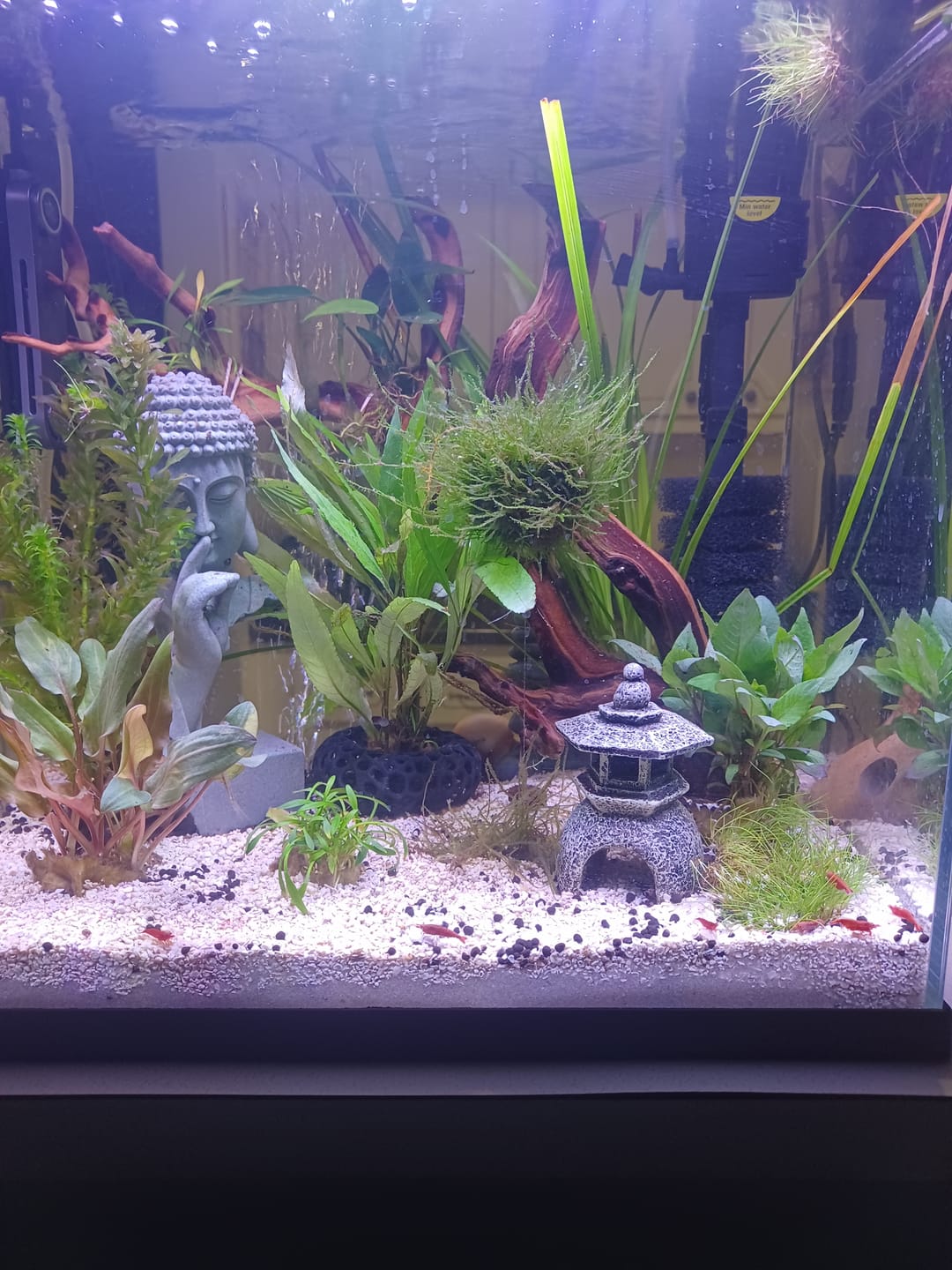 Customer photo review of Fire Red Cherry Shrimp