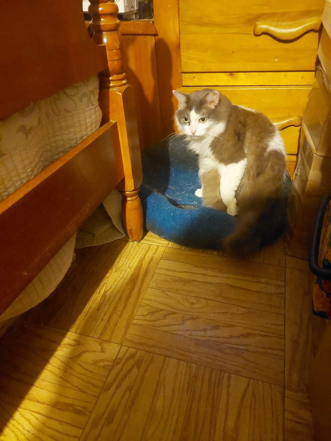 Customer photo review of Mange Relief for Cats
