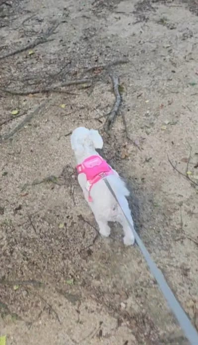 Customer photo review of WUFFLE™ Pet Backpack Harness