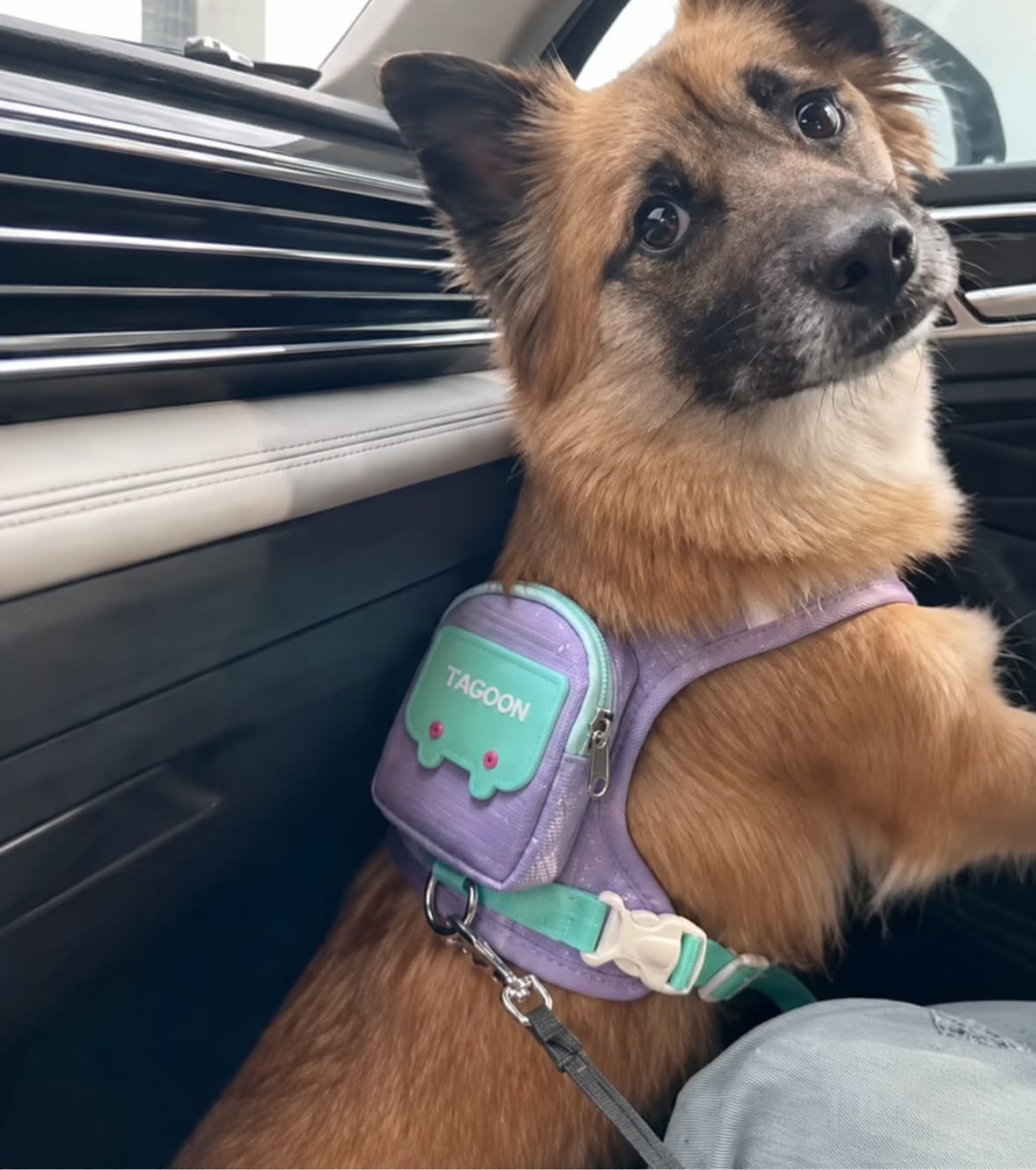 Customer photo review of WUFFLE™ Pet Backpack Harness