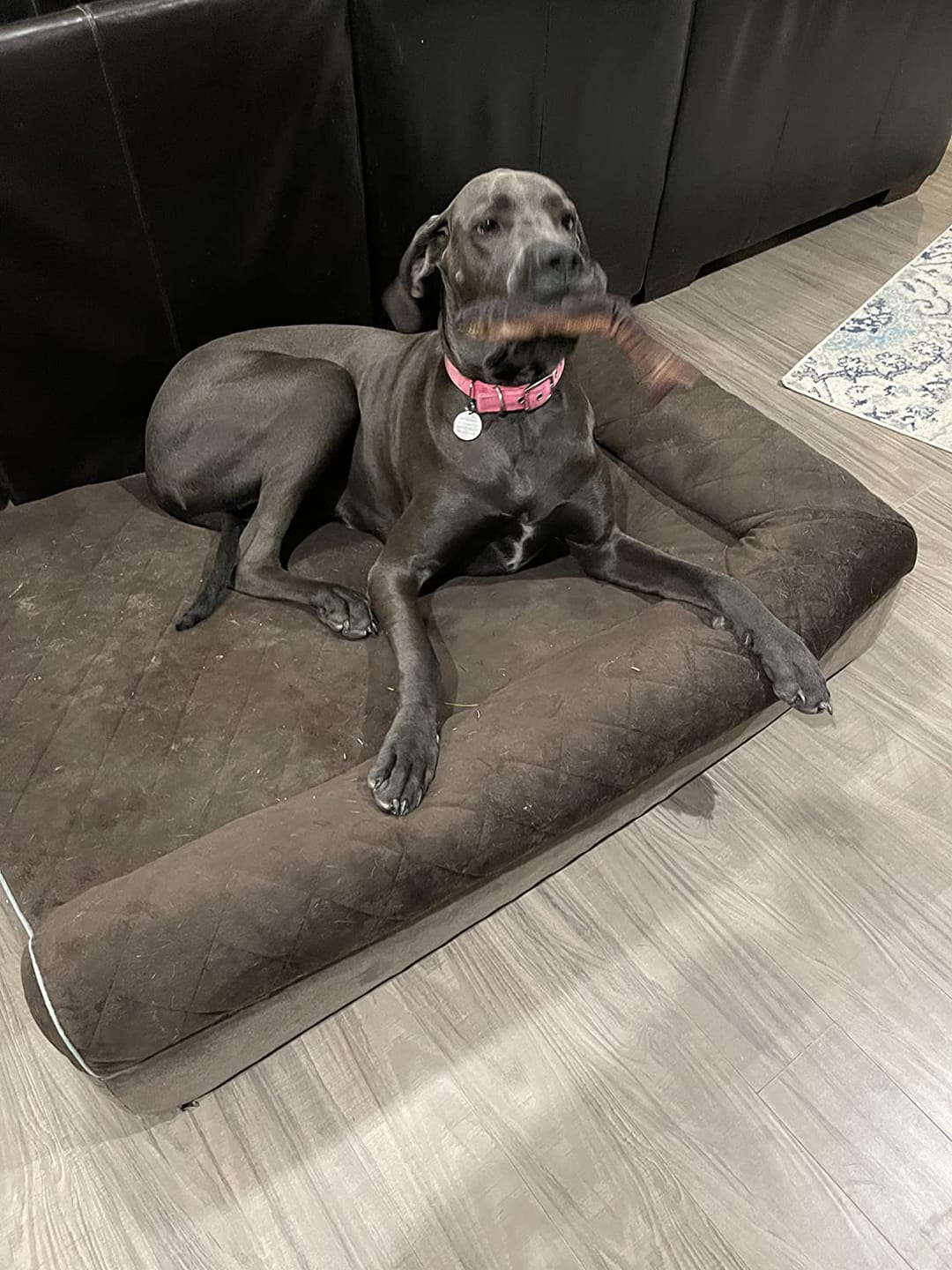 Customer photo review of Floppy Fish - Interactive Dog Toy