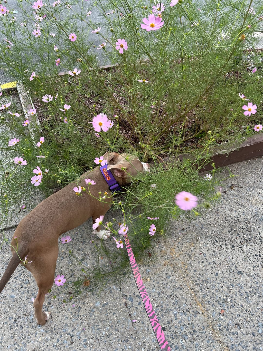 Customer photo review of Bully Proof Collar