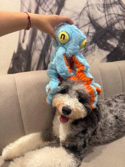 Customer photo review of Big Octopus - Interactive Plush Squeaky Dog Toy