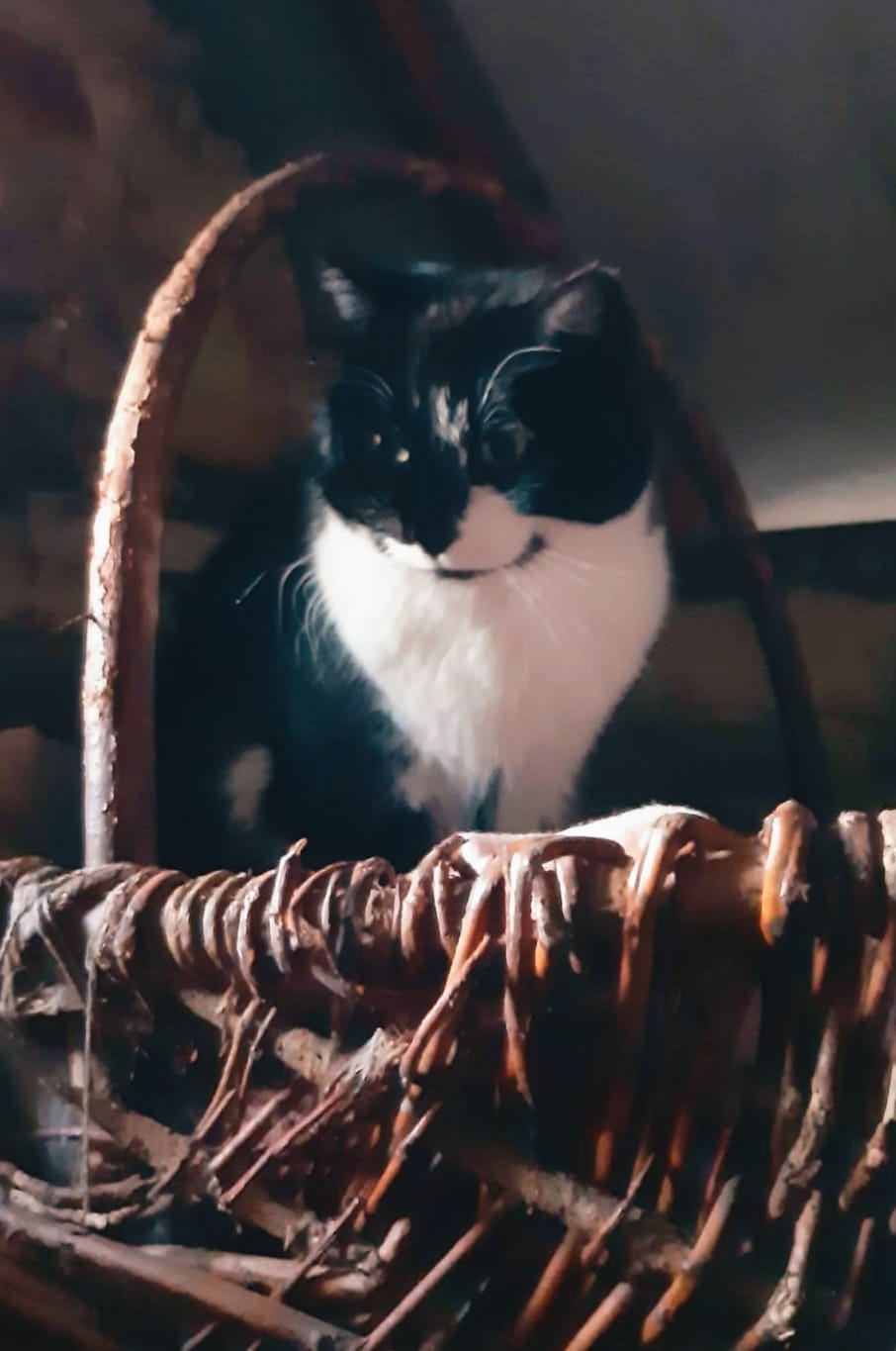 Customer photo review of Croquettes riches en poissons blancs frais (Chat stérilisé)