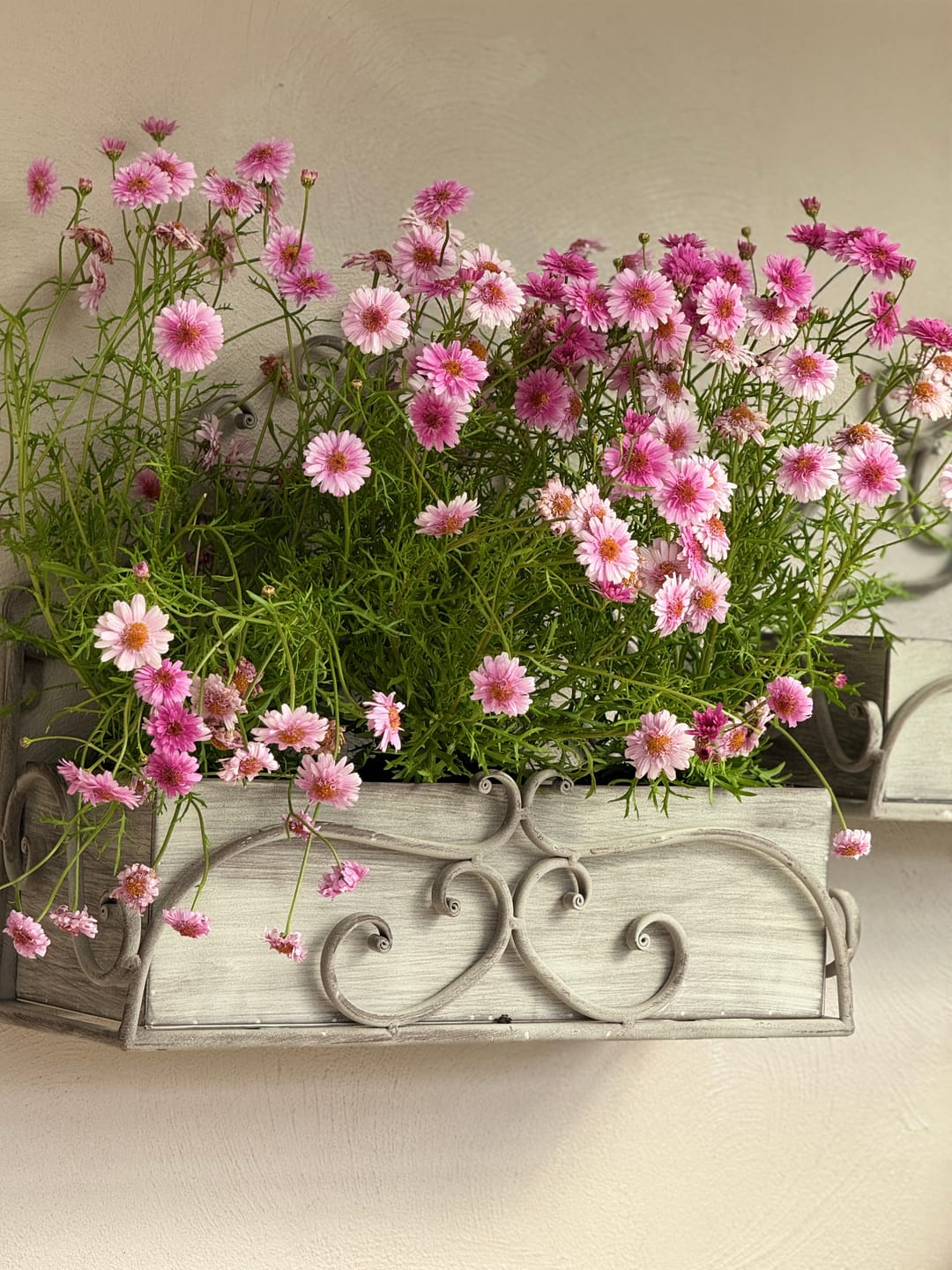 Customer photo review of Bianca French Provincial Wall Planter Set of 2, Scrolled Grey Iron