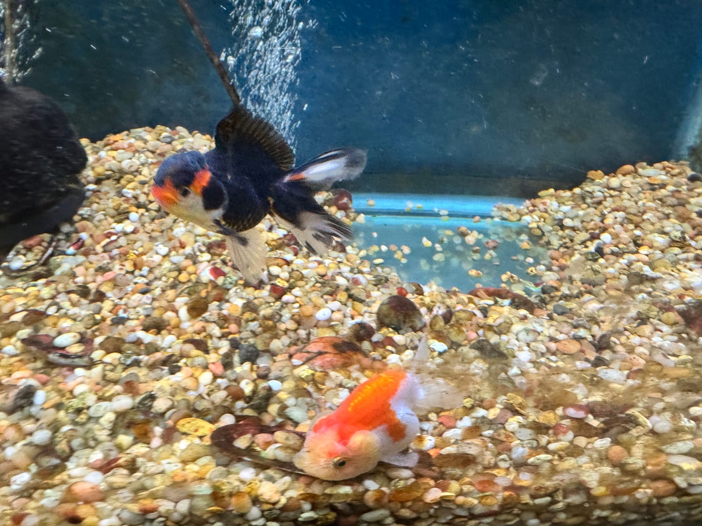 Customer photo review of Live Fancy Goldfish Premium Thai Oranda Tri-Color (Our Choice)