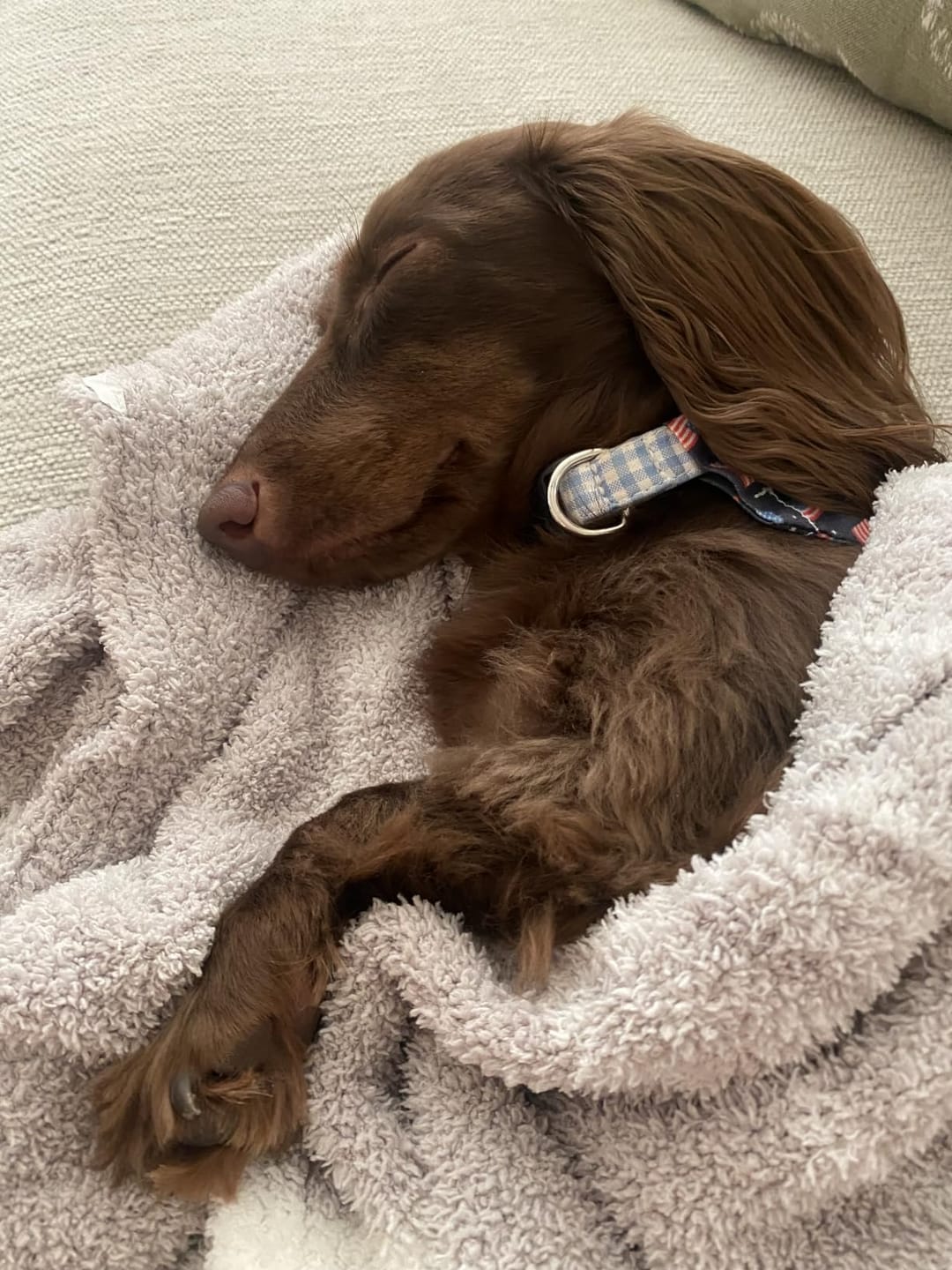 Customer photo review of Allergy & Gut Balance Chews for Dogs