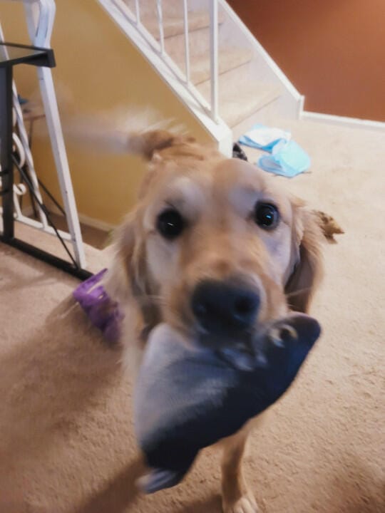 Customer photo review of Floppy Fish - Interactive Dog Toy