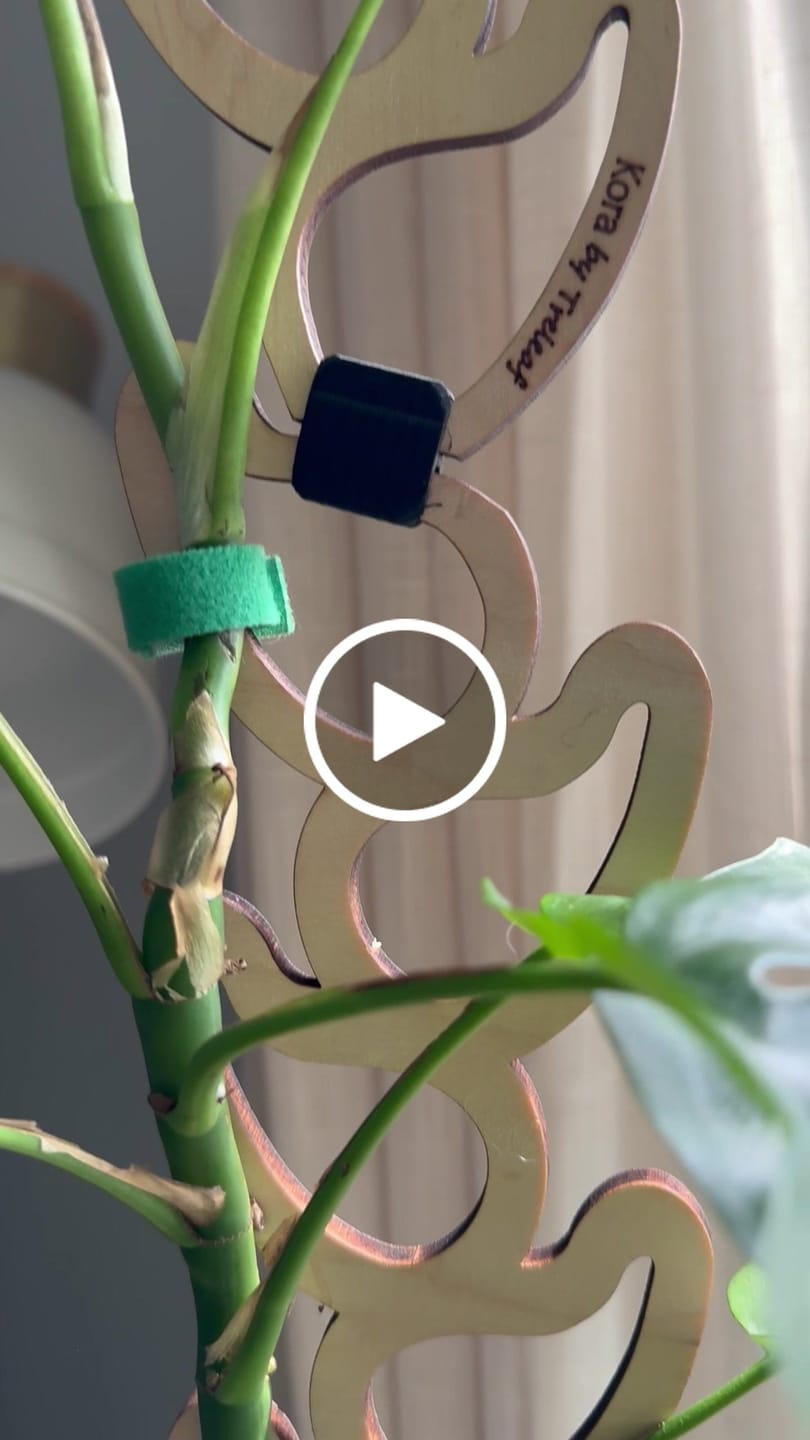 Customer video review of Kora™ - Extendable Wooden Support for Climbing Houseplants