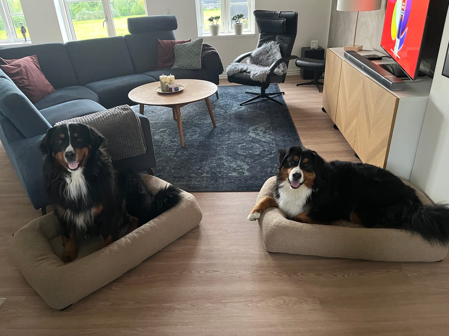 Customer photo review of Staey - Karla Ortopædisk Hundeseng, Oat Bouclé