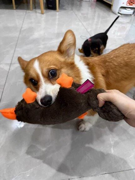 Customer photo review of Quacking Platypus - Interactive Plush Squeaky Dog Toy