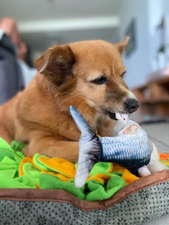 Customer photo review of Floppy Fish - Interactive Dog Toy